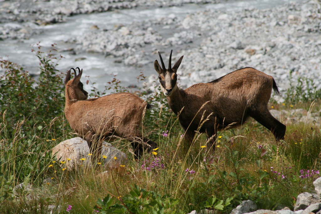 Chamois in the French Alps